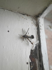 Synanthedon tipuliformis