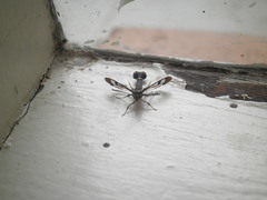 Synanthedon tipuliformis