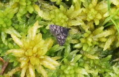 Aponotoreas
