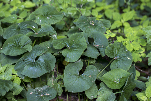 Brunnera sibirica