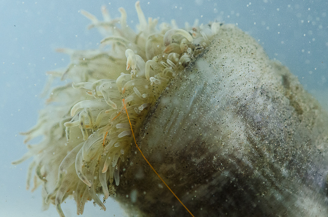 Hitchhiker Anemone