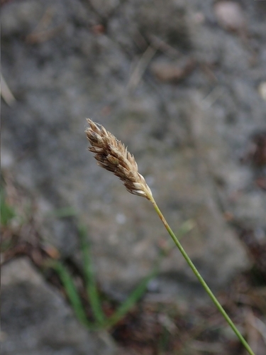 ostrevka vápnomilná (Sesleria caerulea)