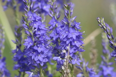 Veronica prostrata