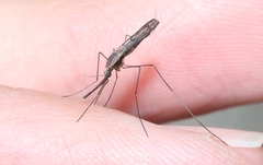 Anopheles atratipes