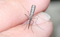 Anopheles atratipes