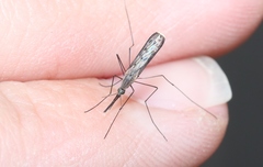 Anopheles atratipes