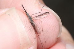 Anopheles atratipes