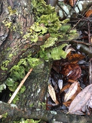 Lobaria pulmonaria