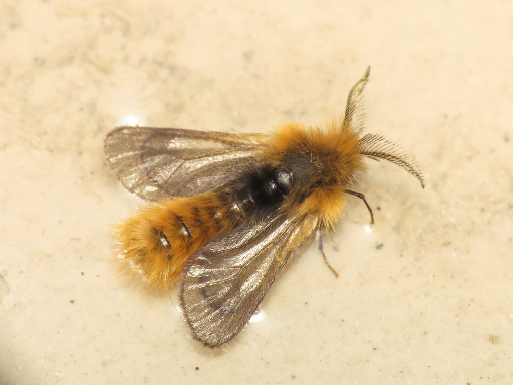Phalacropterix apiformis
