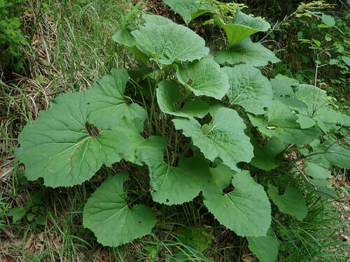 Petasites kablikianus (Petasites kablikianus)