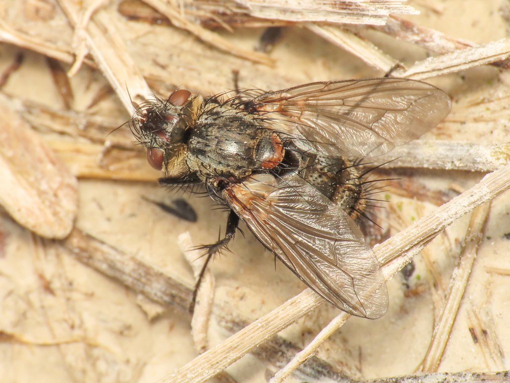 Baumhaueria goniaeformis