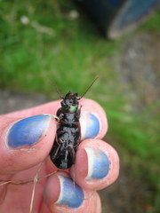 Megadromus antarcticus