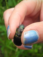 Megadromus antarcticus