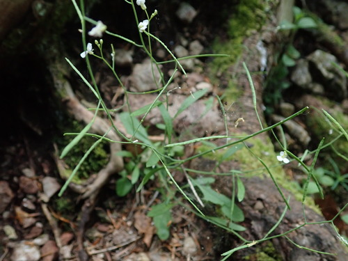 arábovka (Arabidopsis)