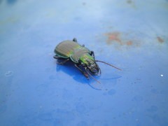 Megadromus antarcticus