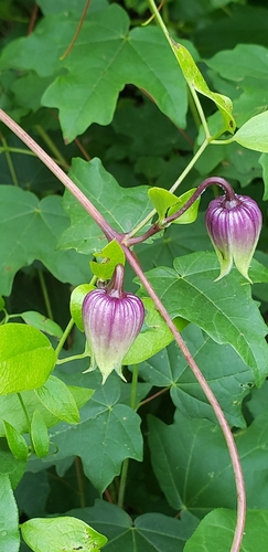 Alabama leatherflower (Clematis subreticulata)