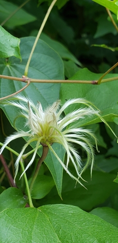 Image of Clematis subreticulata by (c) Stephan Eselgroth, some rights reserved (CC BY-SA)