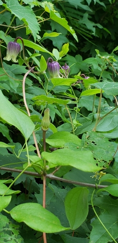 Image of Clematis subreticulata by (c) Stephan Eselgroth, some rights reserved (CC BY-SA)