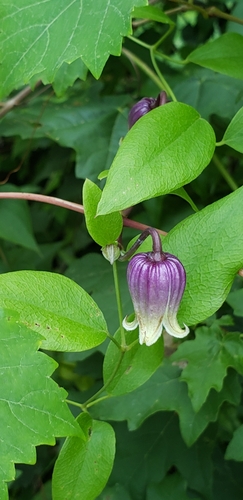 Image of Clematis subreticulata by (c) Stephan Eselgroth, some rights reserved (CC BY-SA)