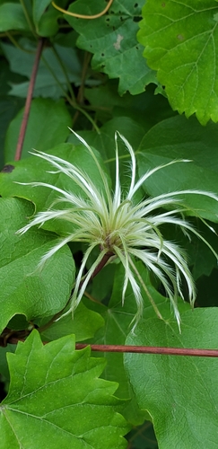 Image of Clematis subreticulata by (c) Stephan Eselgroth, some rights reserved (CC BY-SA)