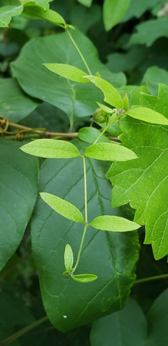 Image of Clematis subreticulata by (c) Stephan Eselgroth, some rights reserved (CC BY-SA)