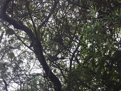 Pipilo maculatus × ocai