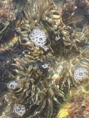 Anthopleura elegantissima