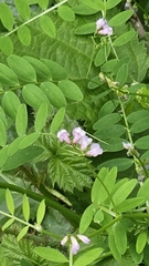 Vicia disperma