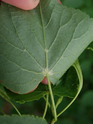 lipa (Tilia)