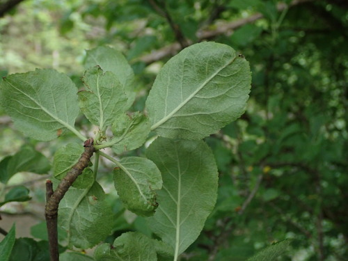 jabloň (Malus)
