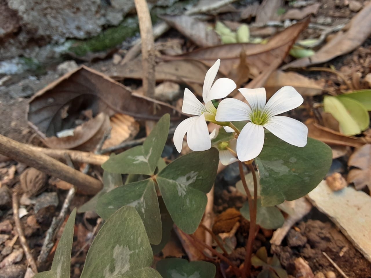 Oxalis triangularis