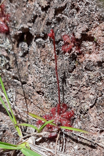 Drosera montana