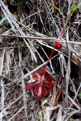 Drosera montana