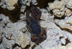 Centruroides ochraceus