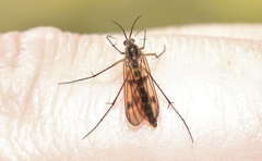 Australosymmerus fuscinervis