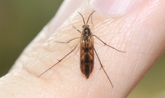 Australosymmerus fuscinervis