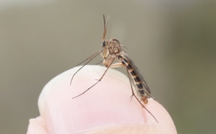 Australosymmerus fuscinervis