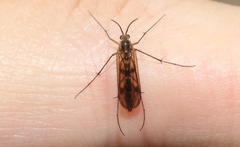 Australosymmerus fuscinervis