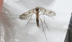 Australosymmerus fuscinervis