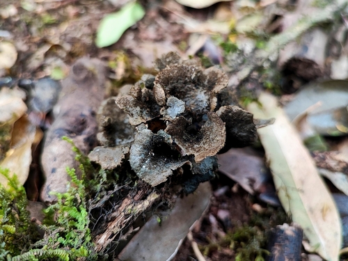 Sticta ciliata