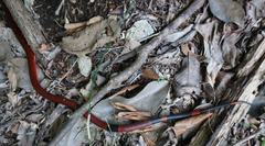 Micrurus diastema alienus