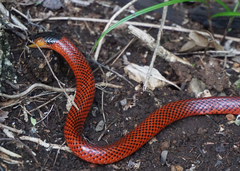 Micrurus diastema alienus
