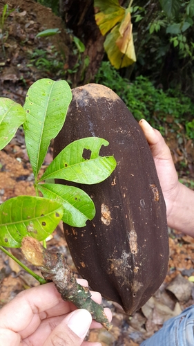 Pachira patinoi (Dugand & A.Robyns) Fern.Alonso
