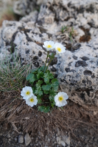 iskerník alpínsky (Ranunculus alpestris)