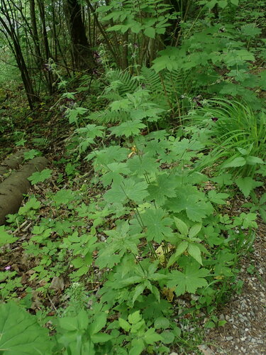 Geranium phaeum