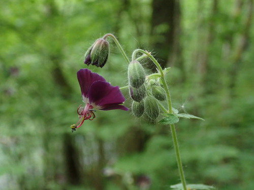 Geranium phaeum
