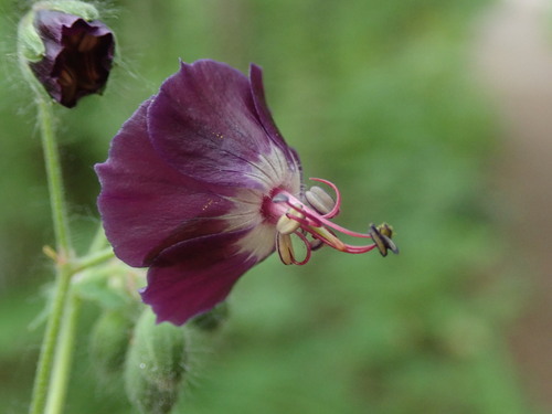 Geranium phaeum