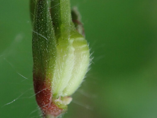 Geranium phaeum