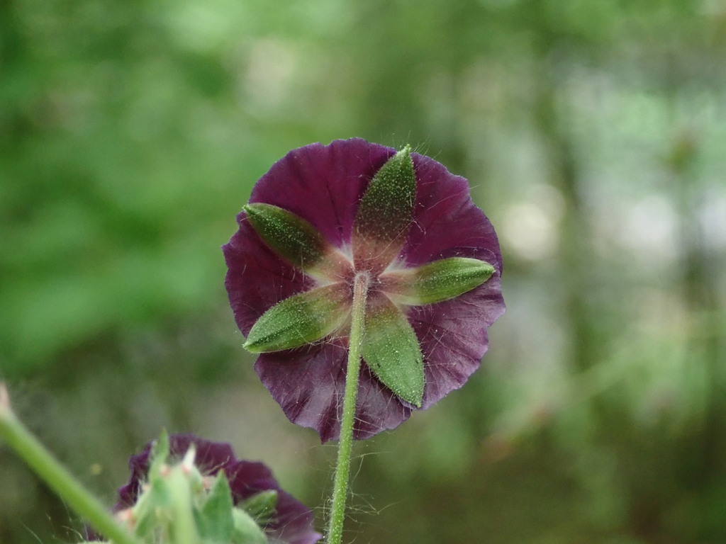 Geranium phaeum, Slovensky raj, Spišská Nová Ves, Košický, Slovakia
