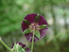 Geranium phaeum